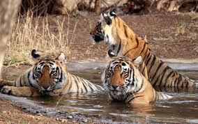 Tigers, Elephants and Taj Mahal 16 Days Tour