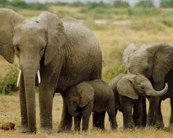 Wildlife Tour Package